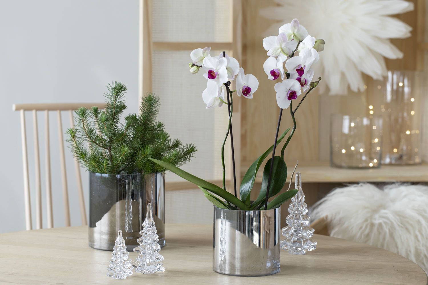 Hvit orkide allergivennlig juleblomst Hvit orkide allergivennlig juleblomst